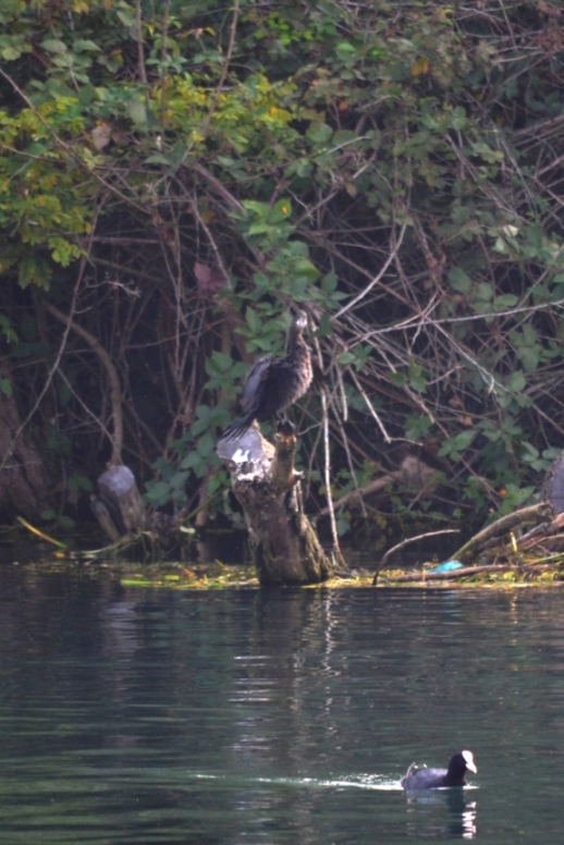 cormorano o marangone?